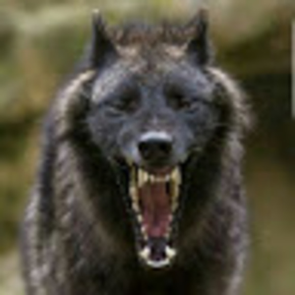 Meet your Posher, Joshua - Picture 1 of 1